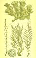 Halopteris scoparia1